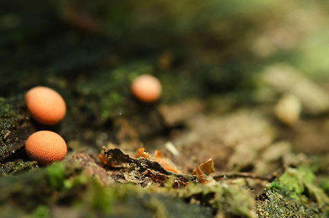 Wolf's Milk in Slabroek, the Netherlands Found these little round fungi attached to a rotting tree during spring of 2012 in Slabroek, the Netherlands. Geotagged,Lycogala epidendrum,Slabroek,The Netherlands