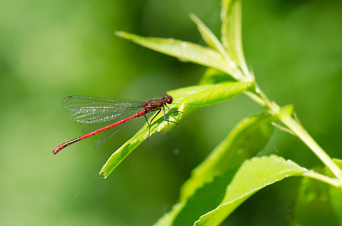Large Red Damselfly  Geotagged,Large Red Damselfly,Pyrrhosoma nymphula,Slabroek,The Netherlands