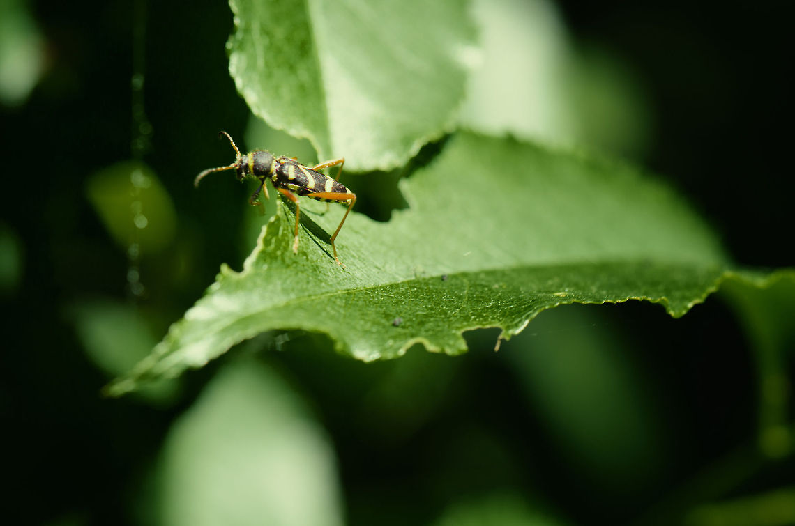 Wasp Beetle I have a strange relationship with bugs. Part of me is fascinated by them, part of me is creeped out by them. This wasp beetle jumped straight at me as I got too close. Just before it did, it produced the wasp sound it is well known for. Clytus arietis,Geotagged,Slabroek,The Netherlands,Wasp Beetle