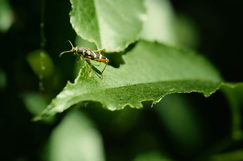 Wasp Beetle I have a strange relationship with bugs. Part of me is fascinated by them, part of me is creeped out by them. This wasp beetle jumped straight at me as I got too close. Just before it did, it produced the wasp sound it is well known for. Clytus arietis,Geotagged,Slabroek,The Netherlands,Wasp Beetle