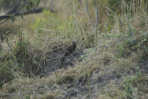Mongoose I know the photo is poor, but I like these little devils. Spotted during a safari at Kruger. Common Dwarf Mongoose,Helogale parvula,Mammals,Mongoose,South Africa