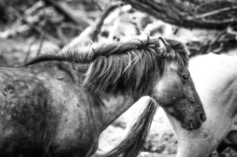 Wild Horses at Oostvaardersplassen A troup of wild horses passing by on a hiking trail at the Oostvaardersplassen, the Netherlands. Domestic horse,Equus ferus caballus,Geotagged,Oostvaardersplassen,The Netherlands