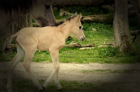 Wild foal guided by mother A wild foal is guided by its mother at the Oostvaardersplassen, the Netherlands. Domestic horse,Equus ferus caballus,Oostvaardersplassen
