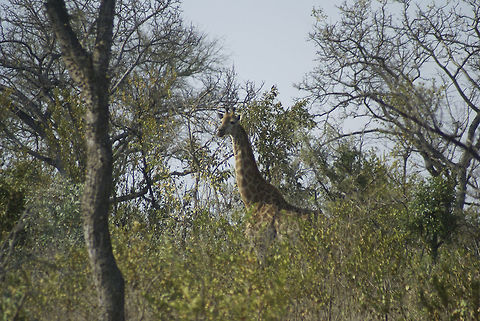 Giraffe Fun fact: A giraffe has an extra strong heart so that it can pump enough blood all the way to the head. Giraffa camelopardalis,Giraffe,Kruger,Mammals