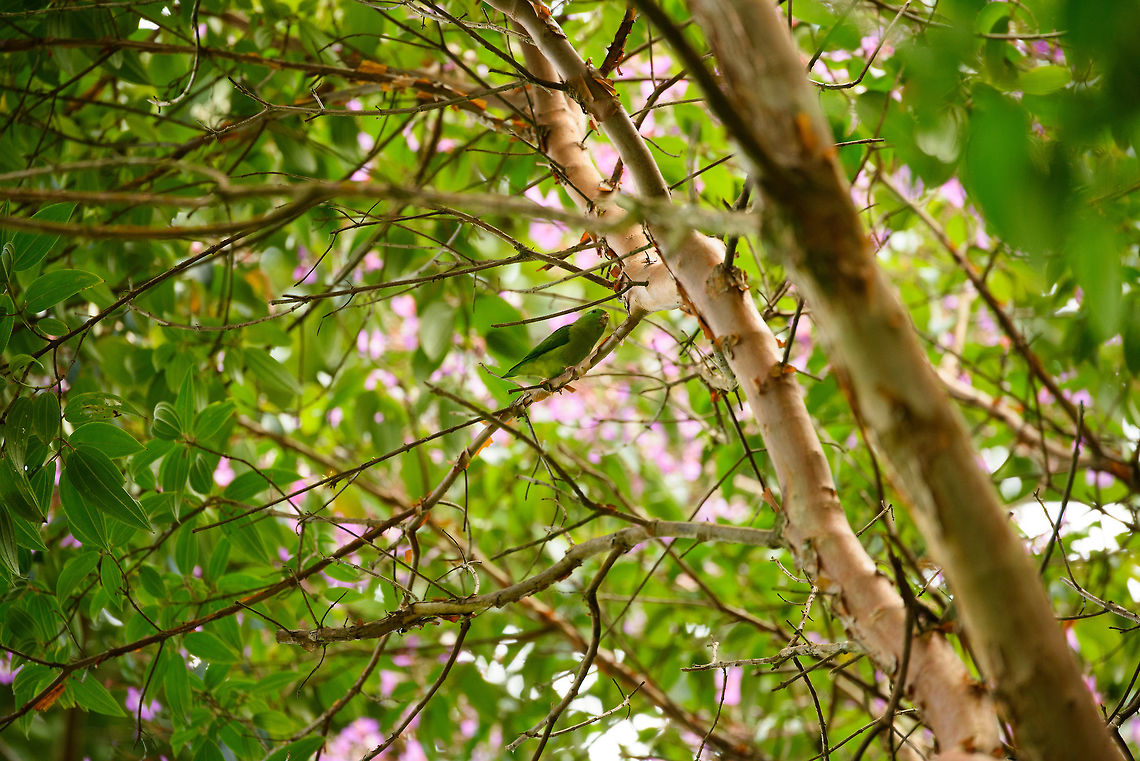Spectacled parrotlet, Santa Mar&iacute;a, Colombia A remote shot of a Spectacled parrotlet in Santa Mar&iacute;a, Colombia. Wikipedia mentions it to be the smallest parrotlet in the world, weighing as little as 30 grams. Colombia has multiple sub species of this bird. Hard to see on this photo, but this is likely the female, for having a paler green head and lacking any blue.  Boyac&aacute;,Colombia,Fall,Forpus conspicillatus,Geotagged,Reserva Almenara,Santa Mar&iacute;a,South America,Spectacled parrotlet,World