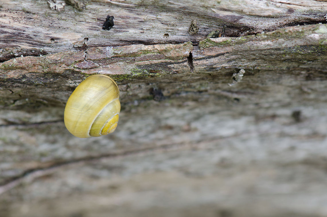 Snail house at Oostvaardersplassen  Cepaea hortensis,Oostvaardersplassen,White-lipped snail