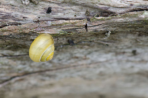 Snail house at Oostvaardersplassen  Cepaea hortensis,Oostvaardersplassen,White-lipped snail
