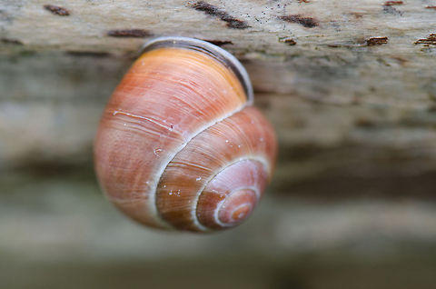 Snail house at Oostvaardersplassen  Cepaea nemoralis,Grove snailCepaea nemoralis,Oostvaardersplassen