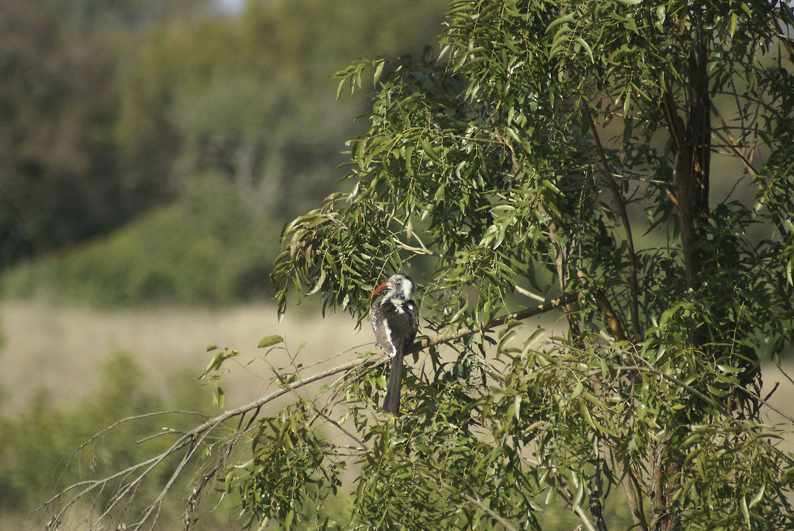 Red-billed Hornbill Far away view of a Kingfisher on a branch in South Africa. Birds,Hornbill,Kruger,Red-billed Hornbill,Tockus erythrorhynchus