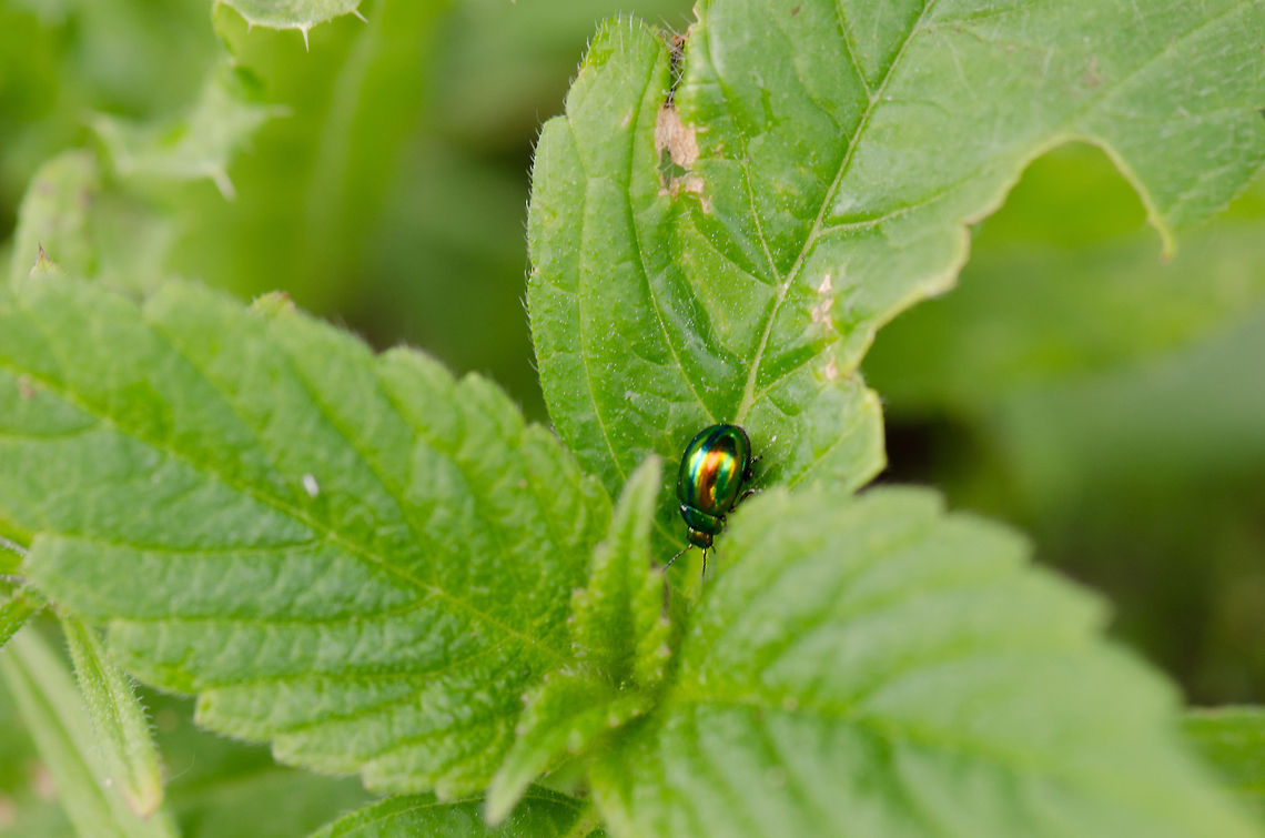 Dead-nettle leaf beetle Nice metallic shin on the dead-nettle leaf beetle found at the Oostvaardersplassen, the Netherlands. Chrysolina,Chrysolina fastuosa,Chrysomelidae,Chrysomelinae,Coleoptera,Dead-nettle leaf beetle,Oostvaardersplassen