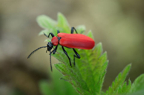Black-headed cardinal beetle Very easy to spot due to their bright colors, this one was found at the Oostvaardersplassen, the Netherlands. Cardinal beetle,Oostvaardersplassen,Pyrochroa coccinea
