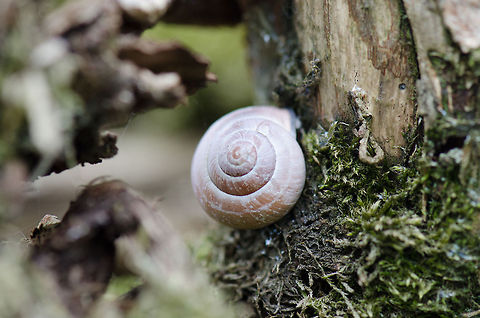 Snail house at Oostvaardersplassen  Cepaea nemoralis,Grove snailCepaea nemoralis,Oostvaardersplassen