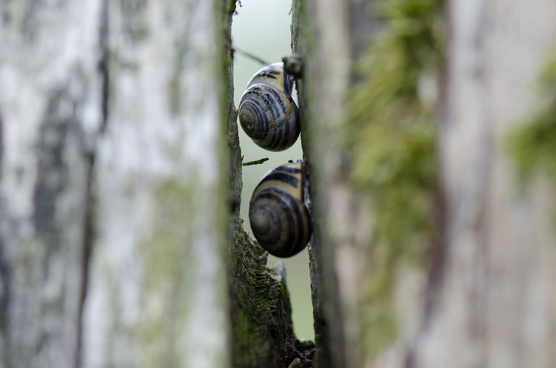 Snail hideout Hey, you snailed me! Cepaea hortensis,Oostvaardersplassen,White-lipped snail