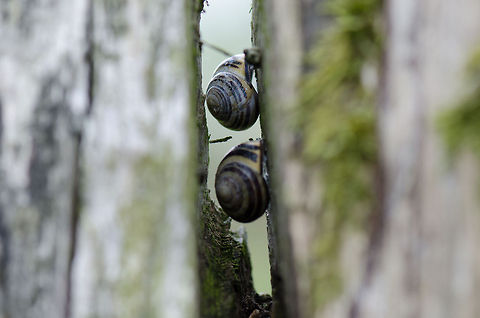 Snail hideout Hey, you snailed me! Cepaea hortensis,Oostvaardersplassen,White-lipped snail