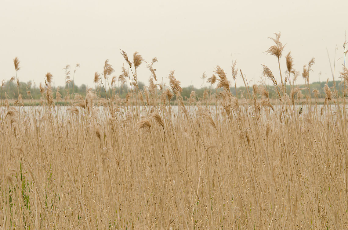 Dry reed at Oostvaardersplassen Great shelter for many species of birds. Geotagged,Oostvaardersplassen,Phragmites,Phragmites australis,The Netherlands