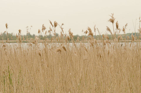 Dry reed at Oostvaardersplassen Great shelter for many species of birds. Geotagged,Oostvaardersplassen,Phragmites,Phragmites australis,The Netherlands