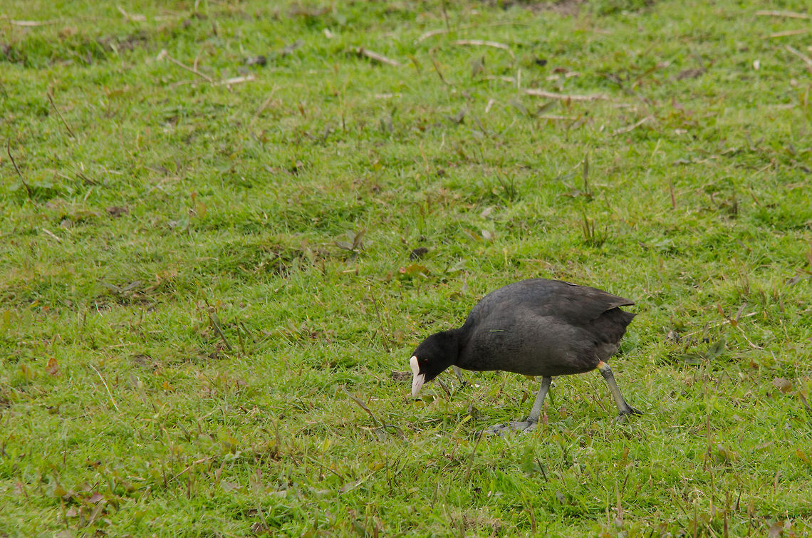 Eurasian Coot at Oostvaardersplassen  Eurasian Coot,Fulica atra,Geotagged,Oostvaardersplassen,The Netherlands