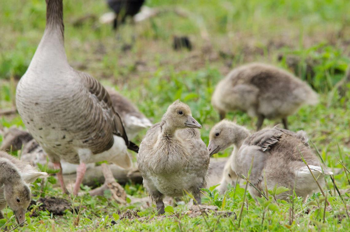 Greylag Goose youngsters Spotted at the Oostvaardersplassen, the Netherlands. Anser anser,Geotagged,Greylag Goose,Oostvaardersplassen,The Netherlands