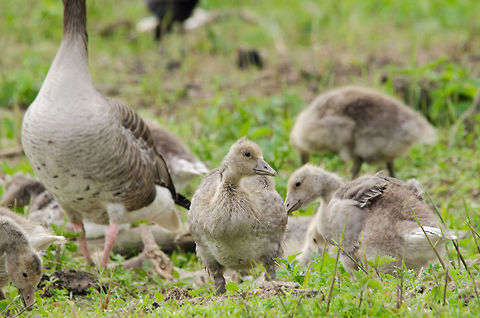 Greylag Goose youngsters Spotted at the Oostvaardersplassen, the Netherlands. Anser anser,Geotagged,Greylag Goose,Oostvaardersplassen,The Netherlands