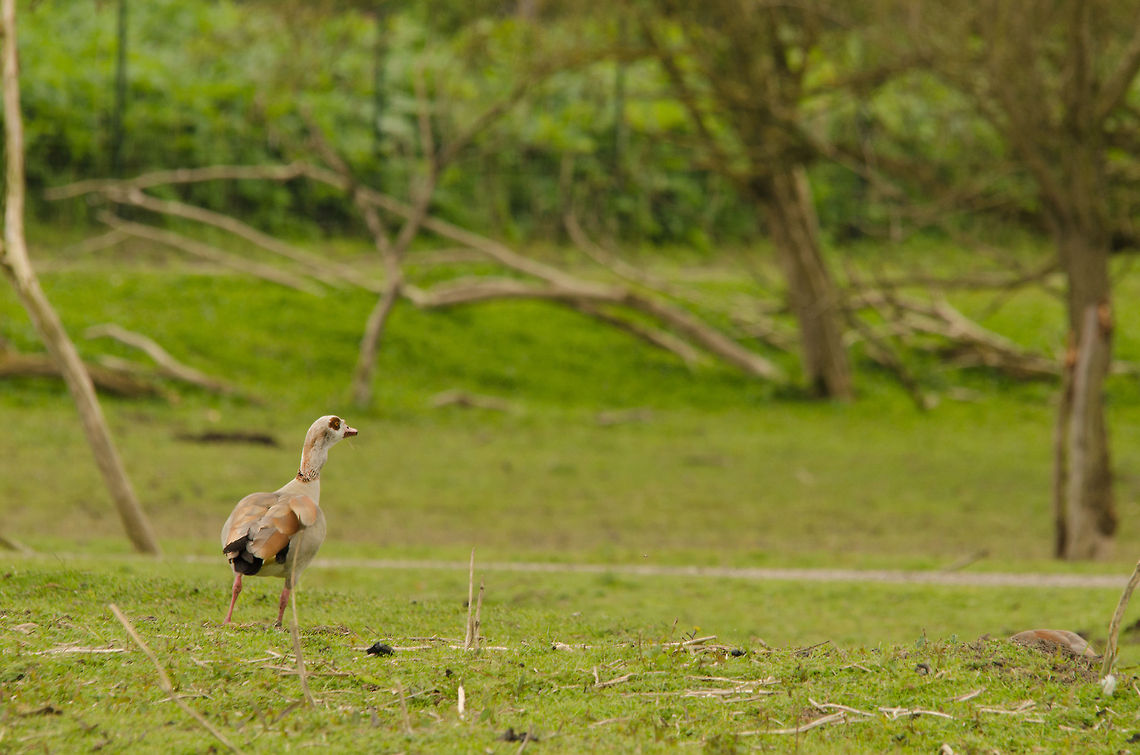 Egyptian Goose at Oostvaardersplassen  Alopochen aegyptiacus,Egyptian Goose,Geotagged,Oostvaardersplassen,The Netherlands