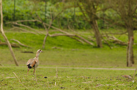 Egyptian Goose at Oostvaardersplassen  Alopochen aegyptiacus,Egyptian Goose,Geotagged,Oostvaardersplassen,The Netherlands