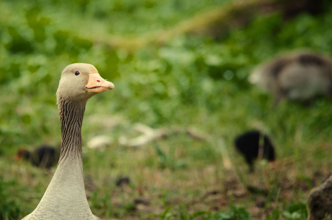 Greylag Goose protective mother A Greylag Goose on high alert, on the lookout for anything threatening its youngsters. Anser anser,Geotagged,Greylag Goose,Oostvaardersplassen,The Netherlands