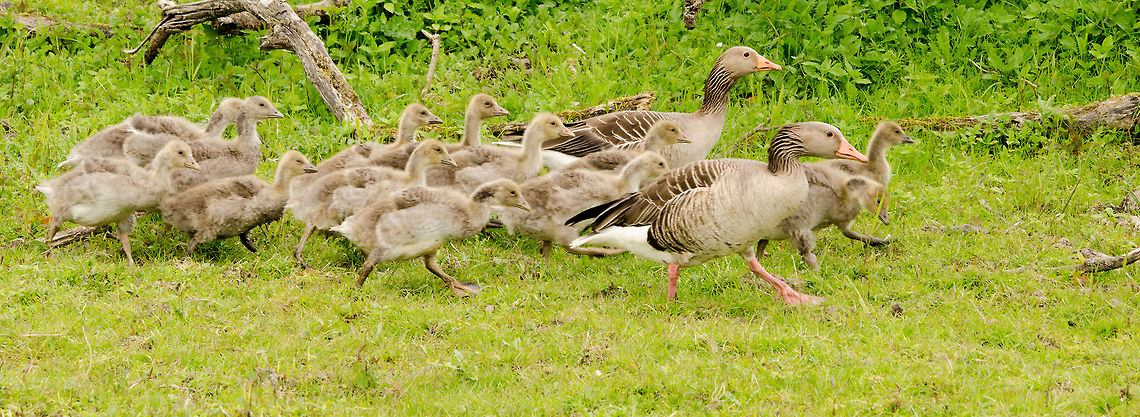 Greylag Goose family on the move These wild Greylag geese are abundant at the Oostvaardersplassen, so abundant that they make a hugely positive impact on the entire area by renewing the dense reed at the watersides. Anser anser,Greylag Goose,Oostvaardersplassen