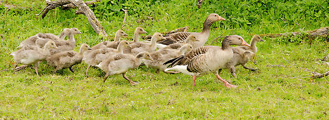 Greylag Goose family on the move These wild Greylag geese are abundant at the Oostvaardersplassen, so abundant that they make a hugely positive impact on the entire area by renewing the dense reed at the watersides. Anser anser,Greylag Goose,Oostvaardersplassen