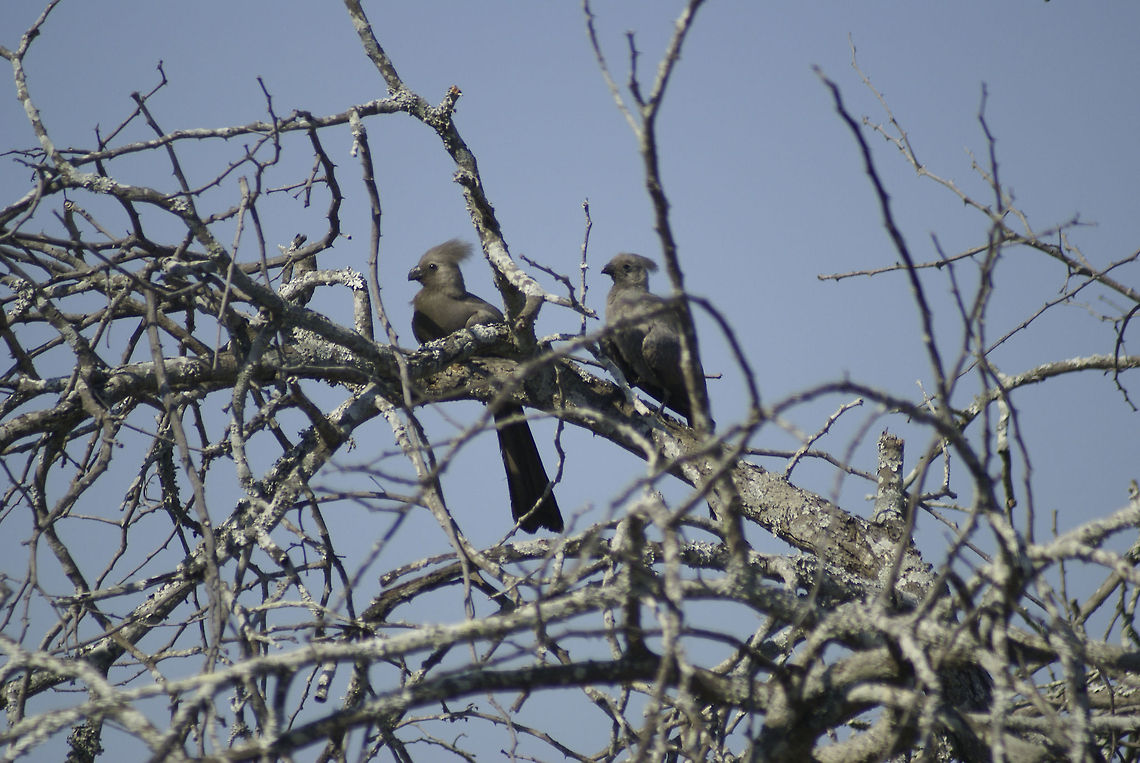 Gray go-away birds Very funny birds that are allmost exclusive to South Africa. Why are they called &quot;go-away&quot;? From Wikipedia: It has a distinctive loud alarm call &quot;quare&quot;, fancifully sounding like &quot;Go-away&quot; Birds,Corythaixoides concolor,Go-away Bird,Grey Go-Away-Bird,South Africa