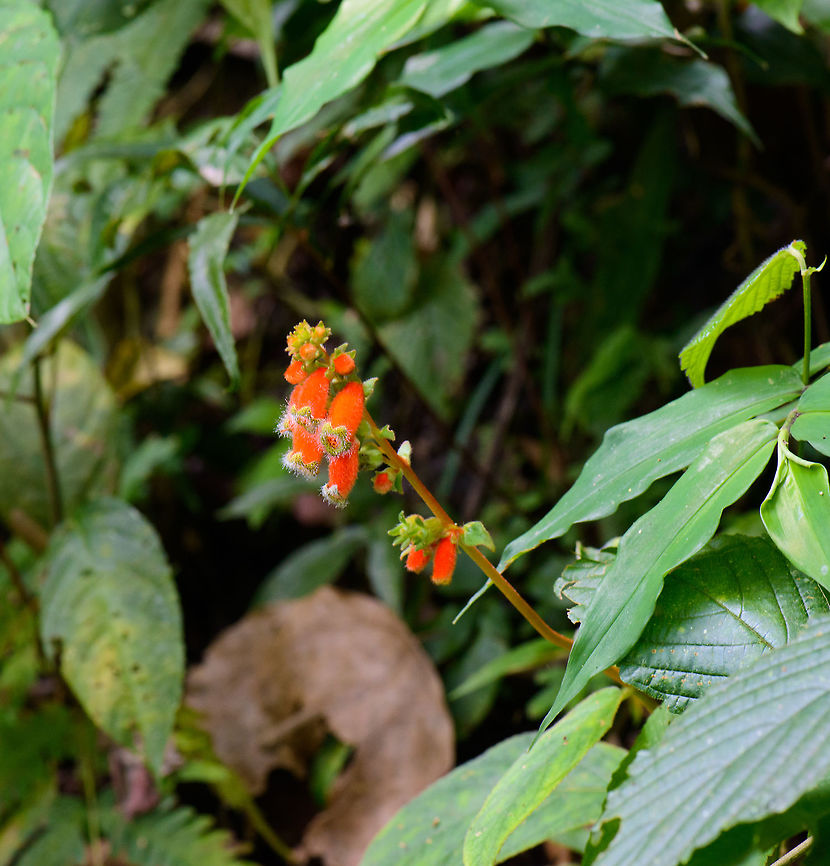 Kohleria stuebeliana, Santa María, Colombia I found these in multiple places in Colombia, but I&#039;ve yet to find a species match. The flowers are bright orange and clock-like, It has a star-shaped opening of which the edges are green with black dots. There&#039;s white hair on the opening, similar to some carnivorous plants. Closeup:<br />
<figure class="photo"><a href="https://www.jungledragon.com/image/47409/closeup_of_bright_orange_flowers_santa_mara_colombia.html" title="Closeup of bright orange flowers, Santa Mar&iacute;a, Colombia"><img src="https://s3.amazonaws.com/media.jungledragon.com/images/2/47409_thumb.jpg?AWSAccessKeyId=05GMT0V3GWVNE7GGM1R2&Expires=1767225610&Signature=NdriiWYj8Nk7QMkLdrLoey0Miog%3D" width="130" height="152" alt="Closeup of bright orange flowers, Santa Mar&iacute;a, Colombia I found these in multiple places in Colombia, but I&#039;ve yet to find a species match. The flowers are bright orange and clock-like, It has a star-shaped opening of which the edges are green with black dots. There&#039;s white hair on the opening, similar to some carnivorous plants.  Boyac&aacute;,Colombia,Reserva Almenara,Santa Mar&iacute;a,South America,World" /></a></figure> Boyacá,Colombia,Kohleria stuebeliana,Reserva Almenara,Santa María,South America,World
