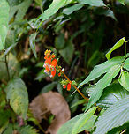 Kohleria stuebeliana, Santa Mar&iacute;a, Colombia I found these in multiple places in Colombia, but I've yet to find a species match. The flowers are bright orange and clock-like, It has a star-shaped opening of which the edges are green with black dots. There's white hair on the opening, similar to some carnivorous plants. Closeup:<br />
https://www.jungledragon.com/image/47409/closeup_of_bright_orange_flowers_santa_mara_colombia.html Boyac&aacute;,Colombia,Kohleria stuebeliana,Reserva Almenara,Santa Mar&iacute;a,South America,World