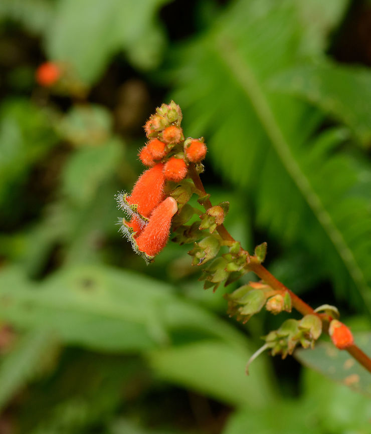 Closeup of bright orange flowers, Santa María, Colombia I found these in multiple places in Colombia, but I&#039;ve yet to find a species match. The flowers are bright orange and clock-like, It has a star-shaped opening of which the edges are green with black dots. There&#039;s white hair on the opening, similar to some carnivorous plants.  Boyacá,Colombia,Reserva Almenara,Santa María,South America,World