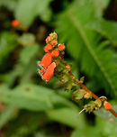 Closeup of bright orange flowers, Santa María, Colombia I found these in multiple places in Colombia, but I've yet to find a species match. The flowers are bright orange and clock-like, It has a star-shaped opening of which the edges are green with black dots. There's white hair on the opening, similar to some carnivorous plants. Boyacá,Colombia,Reserva Almenara,Santa María,South America,World