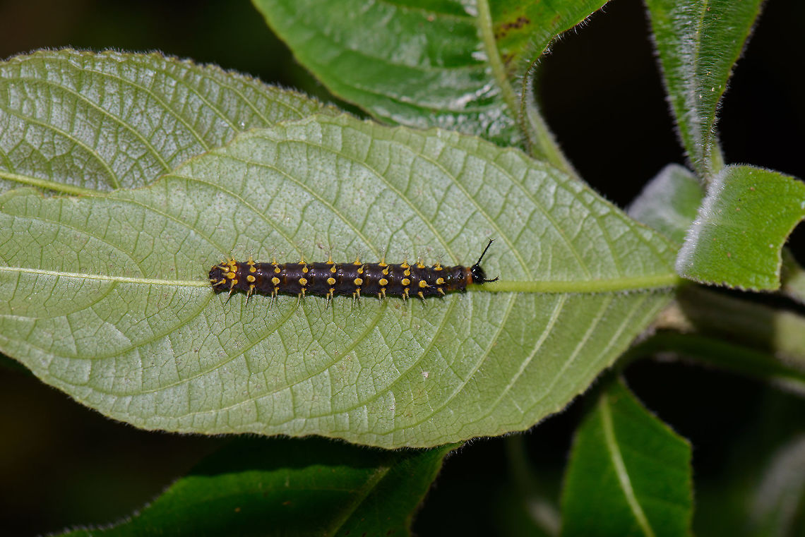 Dark caterpillar with yellow nail-like spikes, Santa María, Colombia Note that it could also be some larvae instead of a caterpillar. I found the spikes to be somewhat of an unusual find. Boyacá,Colombia,Reserva Almenara,Rusty-tipped Page,Santa María,Siproeta epaphus,South America,World