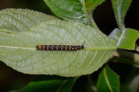 Dark caterpillar with yellow nail-like spikes, Santa María, Colombia Note that it could also be some larvae instead of a caterpillar. I found the spikes to be somewhat of an unusual find. Boyacá,Colombia,Reserva Almenara,Rusty-tipped Page,Santa María,Siproeta epaphus,South America,World