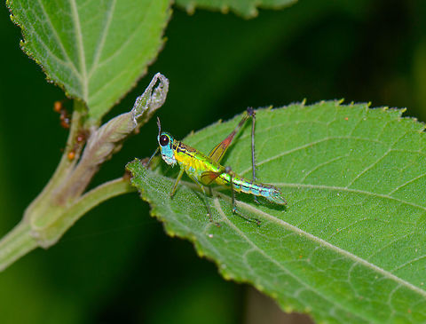 HomeoMastax sp. - side view, Santa Mar&iacute;a, Colombia Top view:
https://www.jungledragon.com/image/47471/colorful_grasshopper_santa_mara_colombia.html Boyac&aacute;,Colombia,Homeomastax dereixi,Reserva Almenara,Santa Mar&iacute;a,South America,World
