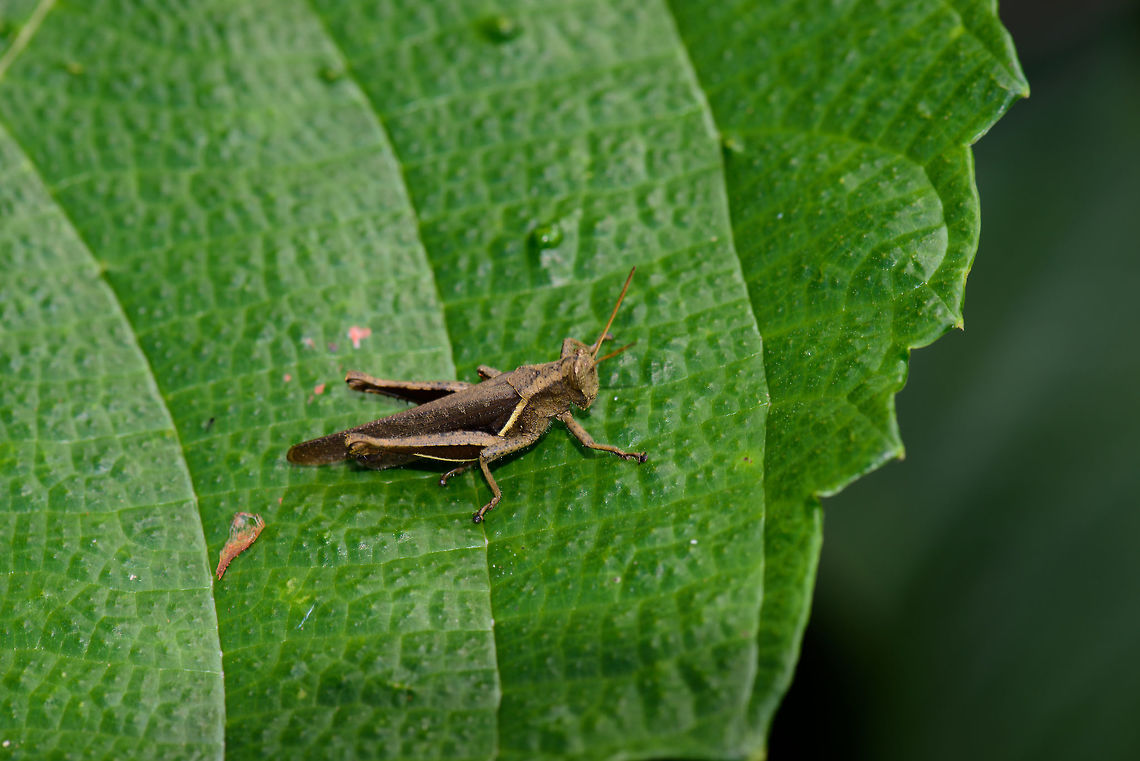 Brown full grasshopper, Santa María, Colombia  Abracris flavolineata,Boyacá,Colombia,Reserva Almenara,Santa María,South America,World