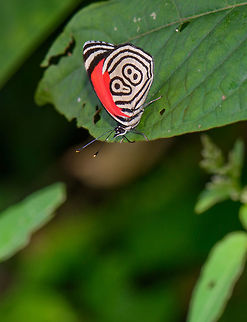Cramer's Eighty-eight perched on leaf, Santa María, Colombia Sub species Diaethria clymena marchalii. Another specimen in the same area, showing the difference in how developed the patterns are:
https://www.jungledragon.com/image/46408/cramers_eighty-eight_diaethria_clymena_marchalii_santa_mara_colombia.html Boyacá,Colombia,Cramer's Eighty-eight,Diaethria clymena,Reserva Almenara,Santa María,South America,World