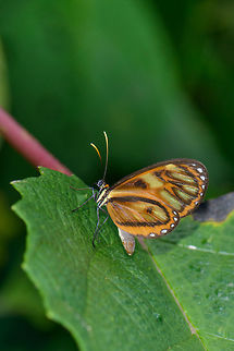 Napeogenes inachia, Santa María, Colombia Sub species Napeogenes inachia johnsoni, which is endemic to Colombia. Not a whole lot is found online about this species, I based identification on local documentation about Santa María butterflies, where this is the only clear match. French Wikipedia has a useful list of sub species:
https://fr.wikipedia.org/wiki/Napeogenes_inachia

Closeup:
https://www.jungledragon.com/image/47496/napeogenes_inachia_-_closeup_santa_mara_colombia.html Boyacá,Colombia,Napeogenes inachia,Reserva Almenara,Santa María,South America,World