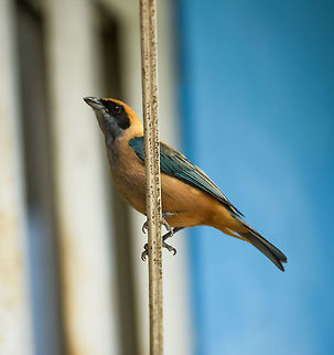 Burnished-buff tanager, Santa María, Colombia Seen in the open yard of a restaurant where we had lunch. The black mask indicates this to be the male, furthermore, it is in the flava group of sub species of this bird due to its dark throat. Boyacá,Burnished-buff tanager,Colombia,Fall,Geotagged,Santa María,South America,Tangara cayana,World