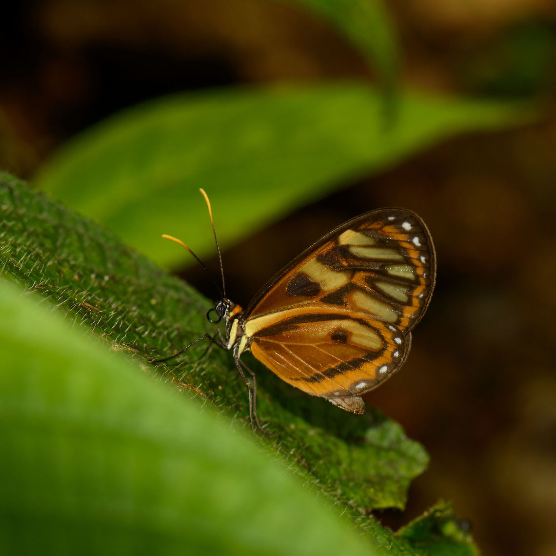 Napeogenes inachia - closeup, Santa Mar&iacute;a, Colombia Sub species Napeogenes inachia johnsoni, which is endemic to Colombia. Not a whole lot is found online about this species, I based identification on local documentation about Santa Mar&iacute;a butterflies, where this is the only clear match. French Wikipedia has a useful list of sub species:<br />
<a href="https://fr.wikipedia.org/wiki/Napeogenes_inachia" rel="nofollow">https://fr.wikipedia.org/wiki/Napeogenes_inachia</a> Boyac&aacute;,Colombia,Napeogenes inachia,Reserva Almenara,Santa Mar&iacute;a,South America,World