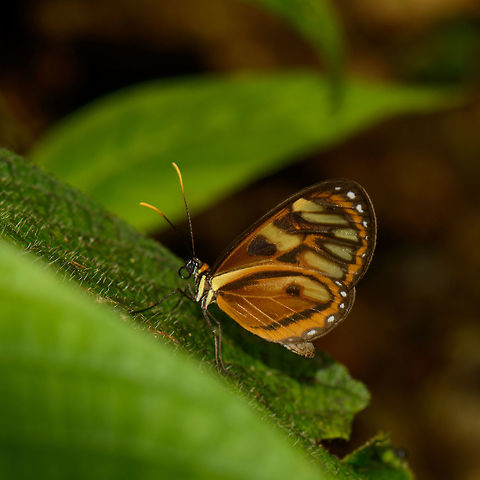 Napeogenes inachia - closeup, Santa Mar&iacute;a, Colombia Sub species Napeogenes inachia johnsoni, which is endemic to Colombia. Not a whole lot is found online about this species, I based identification on local documentation about Santa Mar&iacute;a butterflies, where this is the only clear match. French Wikipedia has a useful list of sub species:
https://fr.wikipedia.org/wiki/Napeogenes_inachia Boyac&aacute;,Colombia,Napeogenes inachia,Reserva Almenara,Santa Mar&iacute;a,South America,World