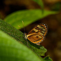 Napeogenes inachia - closeup, Santa Mar&iacute;a, Colombia Sub species Napeogenes inachia johnsoni, which is endemic to Colombia. Not a whole lot is found online about this species, I based identification on local documentation about Santa Mar&iacute;a butterflies, where this is the only clear match. French Wikipedia has a useful list of sub species:<br />
https://fr.wikipedia.org/wiki/Napeogenes_inachia Boyac&aacute;,Colombia,Napeogenes inachia,Reserva Almenara,Santa Mar&iacute;a,South America,World