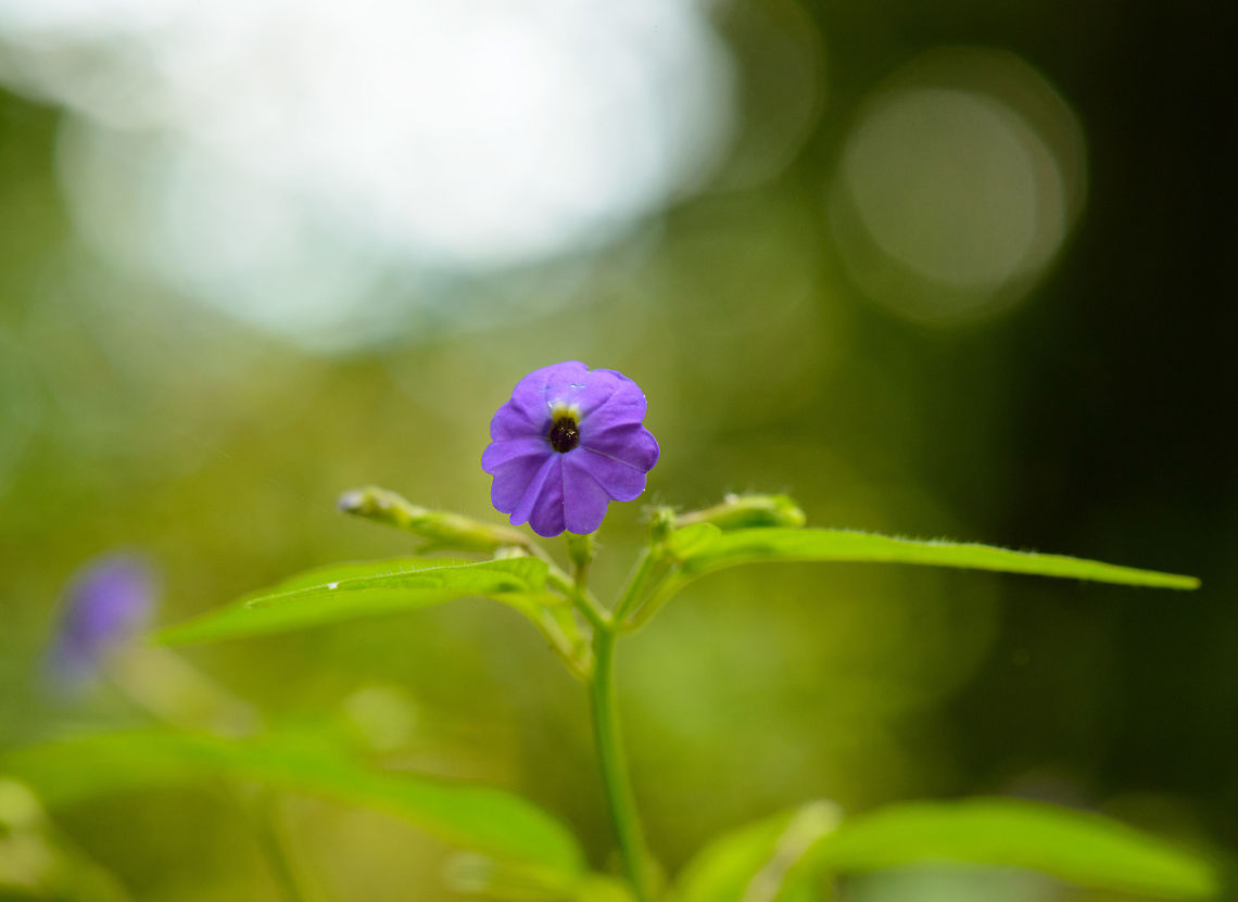 Purple flower, Santa María, Colombia Found during a hike on Reserva Almenara in Santa Mar&iacute;a.  Boyacá,Browallia americana,Colombia,Reserva Almenara,Santa María,South America,World