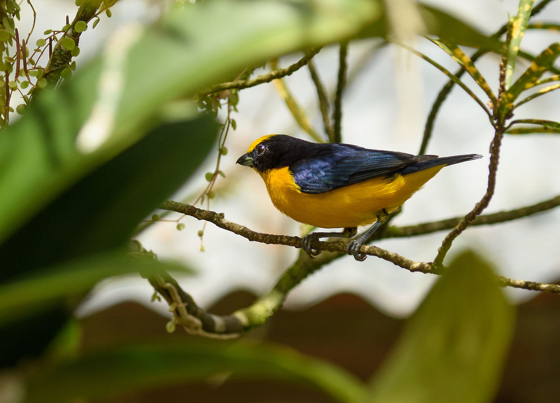 Thick-billed Euphonia - closeup, Santa María, Colombia Seen in the open yard of a restaurant where we had lunch. Boyacá,Colombia,Euphonia laniirostris,Fall,Geotagged,Santa María,South America,Thick-billed euphonia,World