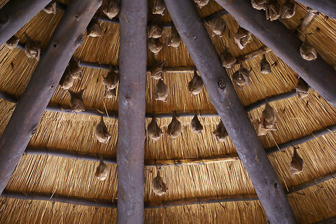 Fruit Bats hideout Overview of a large closeup of fruitbats who use the inside of this parasol to sleep during the day. Bats,Epomophorus crypturus,Fruit Bat,Kruger,Peterss Epauletted Fruit Bat