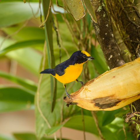 Thick-billed euphonia - feeding, Santa María, Colombia Seen in the open yard of a restaurant where we had lunch. Here it is feeding on banana. Boyacá,Colombia,Euphonia laniirostris,Fall,Geotagged,Santa María,South America,Thick-billed euphonia,World
