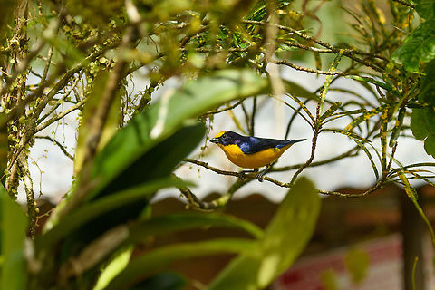 Thick-billed euphonia, Santa María, Colombia Seen in the open yard of a restaurant where we had lunch. Boyacá,Colombia,Euphonia laniirostris,Fall,Geotagged,Santa María,South America,Thick-billed euphonia,World