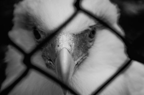 Southern Crested Caracara Southern Crested Caracara longing for freedom at the BestZoo, the Netherlands. BestZOO,Birds,Caracara plancus,Southern Crested Caracara