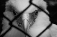 Southern Crested Caracara Southern Crested Caracara longing for freedom at the BestZoo, the Netherlands. BestZOO,Birds,Caracara plancus,Southern Crested Caracara